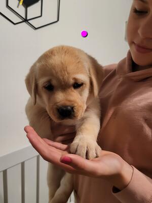 AVAILABLE GIRL