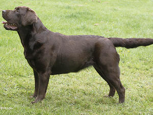 Trewinnard Russet