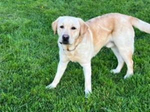 yellow dog puppy