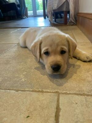 Luna puppy