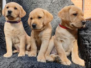 Pups at 6 weeks