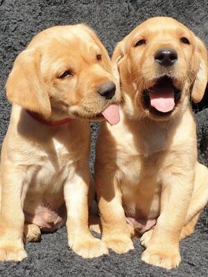 Available pups