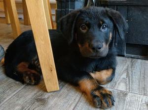 Other puppies settled with their delighted owners