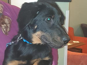 All puppies now with their new owners