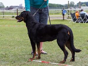 Haureole aged 17 months