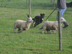 Sheep Herding seminar - Belgium Sept 2015