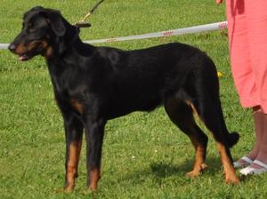 Scarlet - 6 months