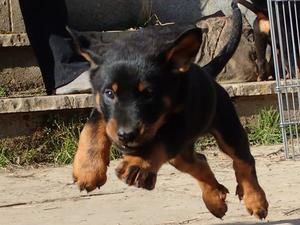 Aged 6 weeks