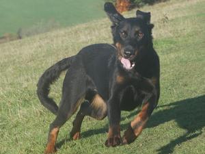 Scarlet aged 2.5