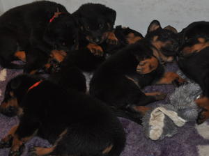 aged 4.5 weeks
