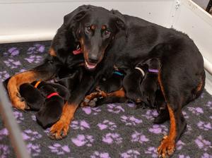 Puppies & Rouge