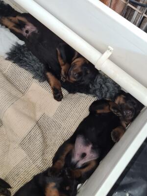 2 male puppies sleeping after rearranging bedding