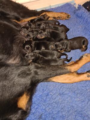 Puppies on their birth day