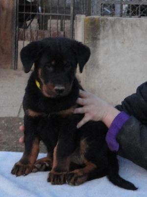 Haureole des Feux de l'Ange aged 7 weeks