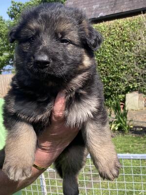 Hattie Puppy
