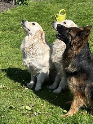 Hattie with Betty and Bramble