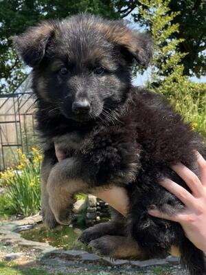 Hattie Male Puppy