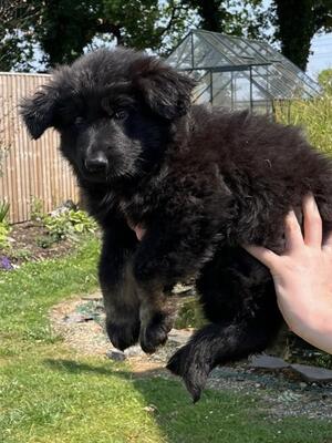 Hattie Male Puppy