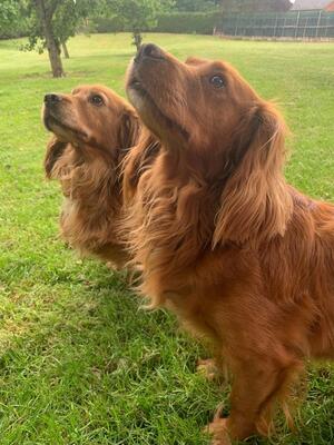 Two Loyal Working Dogs