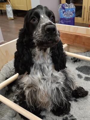 Smart Cocker Jewel - Jazz