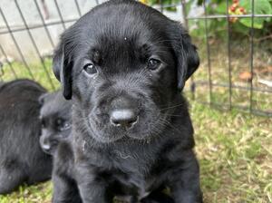 4 weeks old beautiful black bitch