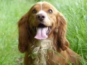 Sire to the pups - Finch