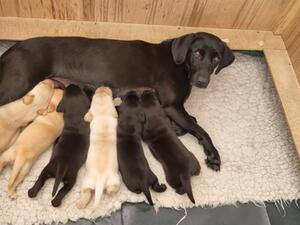 At the milk bar .