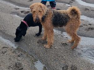 New year walk on the beach
