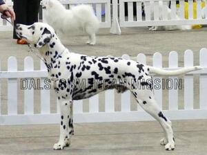 Sire: Dalstorm Incan Mission (Dice)