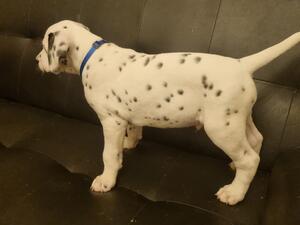 LUA Dalmatian Puppy