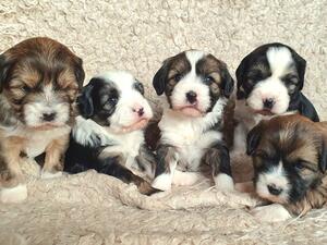 4 weeks old