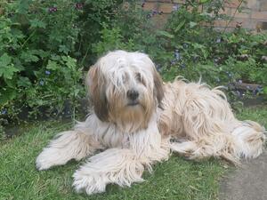 Longcoat Thunderstone aka Rosie