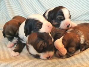 2 weeks old