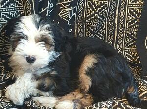 Sadie at 3 months old
