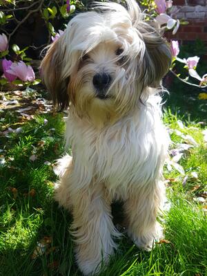 Rosie at 10 months old