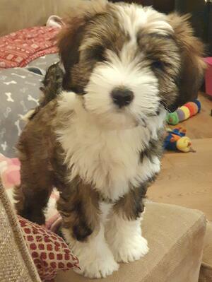 Jessie at 3 months old