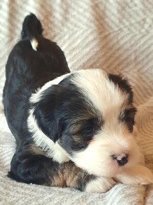 Kinnshay Briar Rose aka Sadie at 5 weeks old
