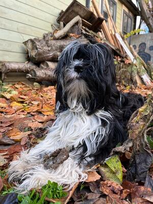 Beautiful Wren at 10 months old