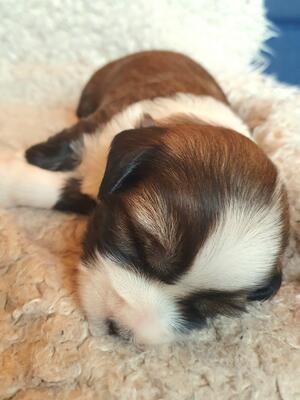 Kinnshay Mulan aka Jessie at 3 weeks old
