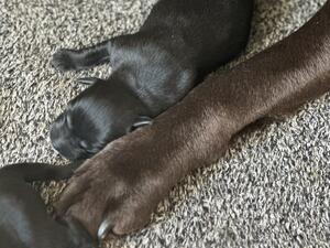 Two days old