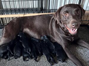 Freya and puppies