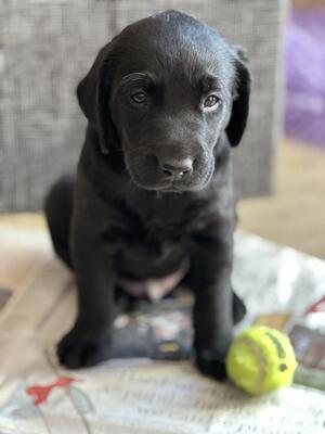 Black Male Labrador Retriever