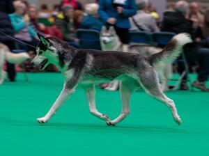 Quoth Crufts