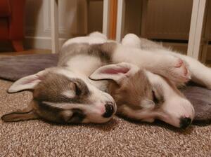 Iqniq and Bosun