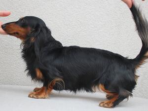 SYRENA YOYO DOGS PRZESLICZNE KOSZMARKI (IMP POL)