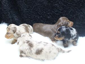 Artem litter