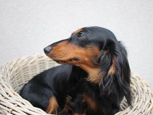 SYRENA YOYO DOGS PRZESLICZNE KOSZMARKI (IMP POL)