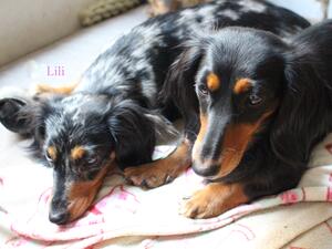 Lili - Nazaretti Love is Magic