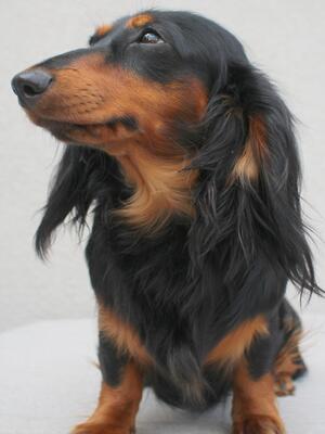 SYRENA YOYO DOGS PRZESLICZNE KOSZMARKI (IMP POL)