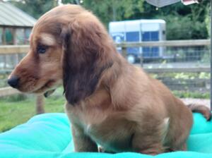 One quality shaded red pup now available